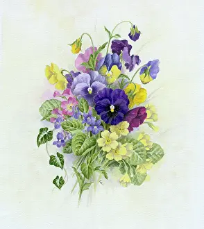 Primulas: Pansies, Primulas and Violets