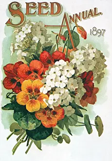 Pansies: Pansies and White Flowers