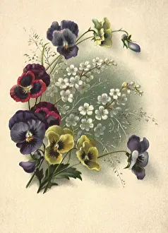 Brightly: Pansies, White Flowers