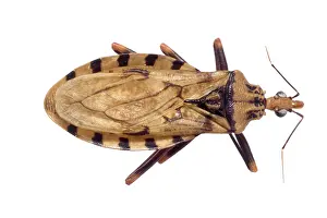 Triatominae: Panstrongylus geniculatus, triatomine bug