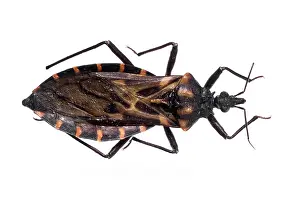 Triatominae: Panstrongylus megistus, triatomine bug