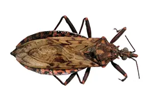Triatominae: Panstrongylus rufotuberculatus, triatomine bug