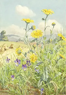 Tricolor: Pansy or Heartsease and Corn Marigold
