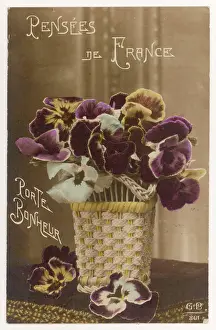 Tricolor: PANSY POSTCARD