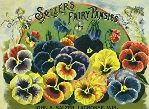 Featured: Pansy Seed Packet