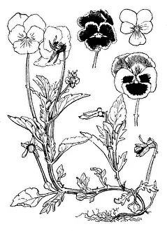 Lilley: Pansy, Viola