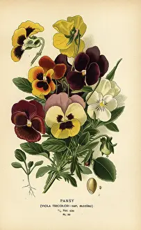 Caryophyllus: Pansy, Viola tricolor