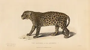 Ancients: Panther of the Ancients? (Panthera pardus)