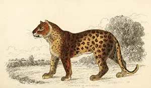 William Rhind: The panther of antiquity