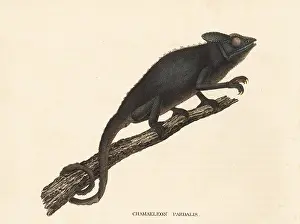 Bildersaal: Panther chameleon, Furcifer pardalis