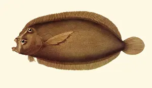 Flounder: Panther flounder, Bothus pantherinus