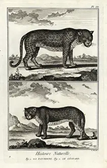 Encyclopedie: Panther or leopard, vulnerable