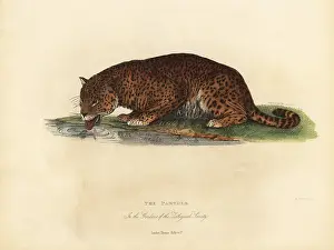 Smellie: Panther, Panthera pardus or Panthera onca