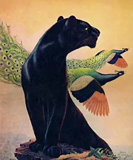 Peacocks: Panther and Peacocks