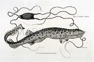 Primative: PANTHER SHARK/1804