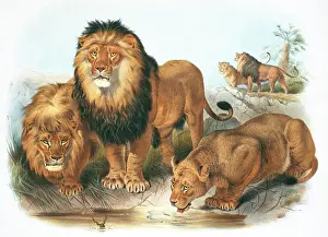 Giraud: Panthera leo, lion