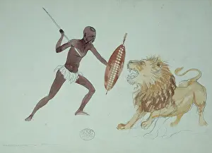Hunted: Panthera leo, lion