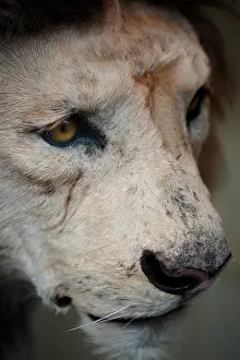 Whisker: Panthera leo, lion
