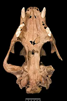 Barbary: Panthera leo, lion