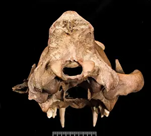 Barbary: Panthera leo, lion