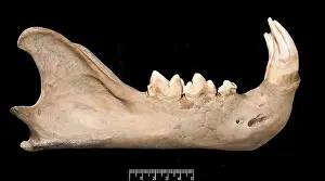 Barbary: Panthera leo, lion