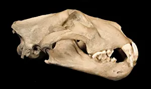 Barbary: Panthera leo, lion