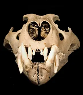 Barbary: Panthera leo, lion