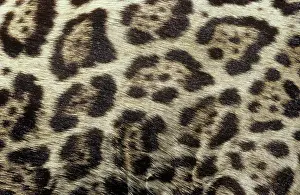 Onca: Panthera onca, jaguar