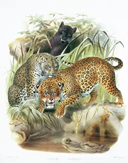 Giraud: Panthera pardus, leopard