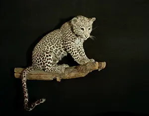 Agile: Panthera pardus, leopard