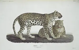 Pardus: Panthera pardus nimr, Arabian leopard