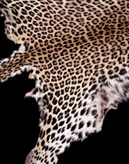 Pardus: Panthera pardus pardus, African leopard