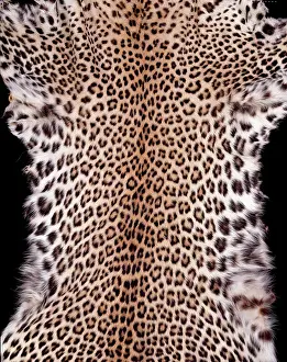 Pardus: Panthera pardus pardus, African leopard
