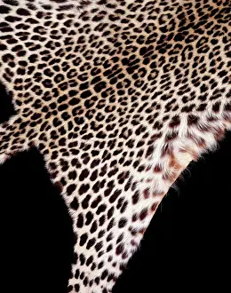 Pardus: Panthera pardus pardus, African leopard