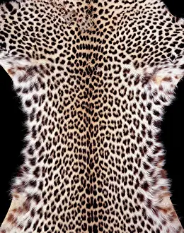 Pardus: Panthera pardus pardus, African leopard