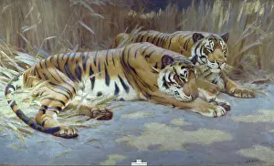 Dollman: Panthera tigris, tiger