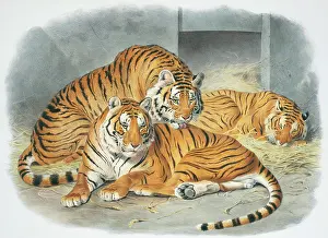 Giraud: Panthera tigris, tiger