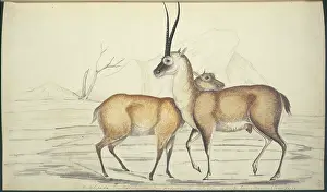 Tibet: Pantholops hodgsonii, chiru