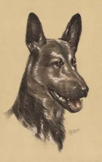 Panting: Panting Alsatian