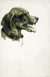 Panting: A panting dog