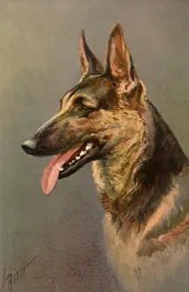 Wolfhound: Panting Wolfhound