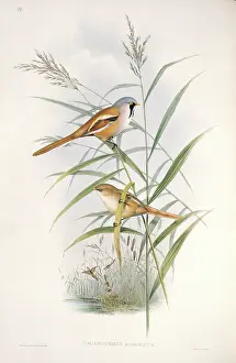 Bulrush: Panurus biarmicus, bearded tit