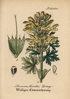 Lanata: Panzerina lanata