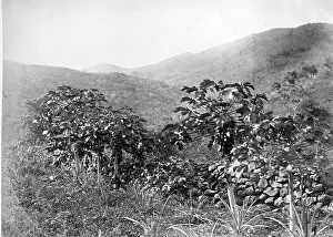 Papau: Papau tree