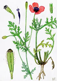 Prickly: Papaver argemone