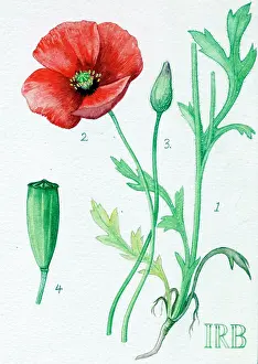 Papaver: Papaver dubium