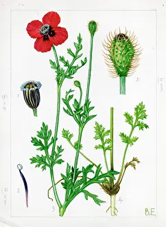 Prickly: Papaver hybridum