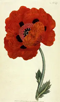 Papaver: Papaver Orientale or Eastern Poppy