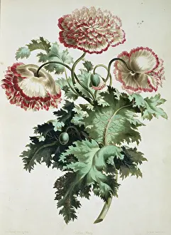 Orientalis: Papaver orientale, Eastern poppy