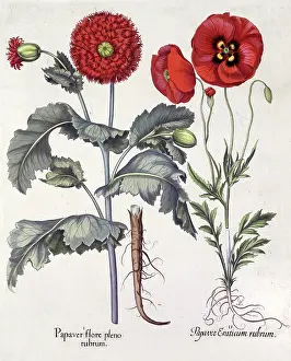 Flore: Papaver (Poppy), two varieties